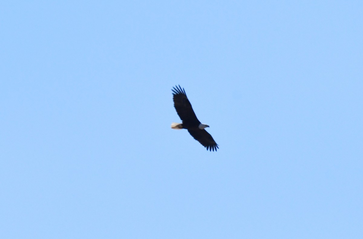 Bald Eagle - Tina Rosier