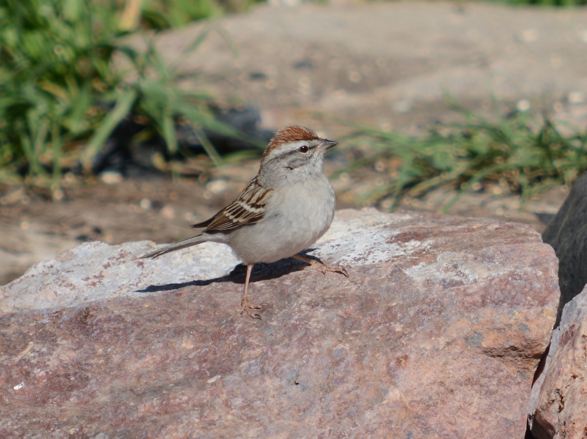 Chipping Sparrow - ML617445207