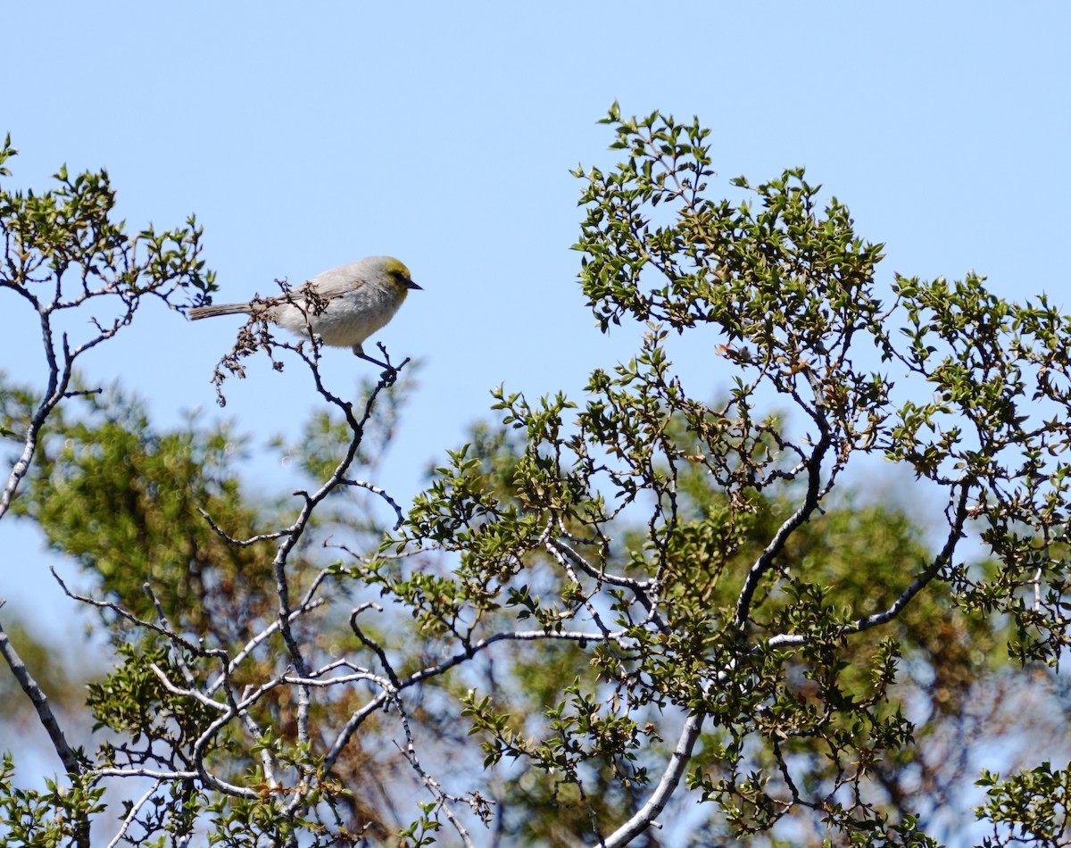 Pájaro Moscón Baloncito - ML617445209