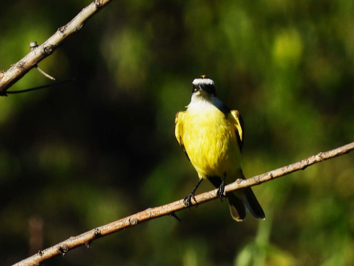 Great Kiskadee - ML617445251