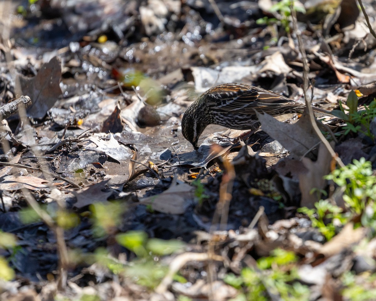 Red-winged Blackbird - ML617445257