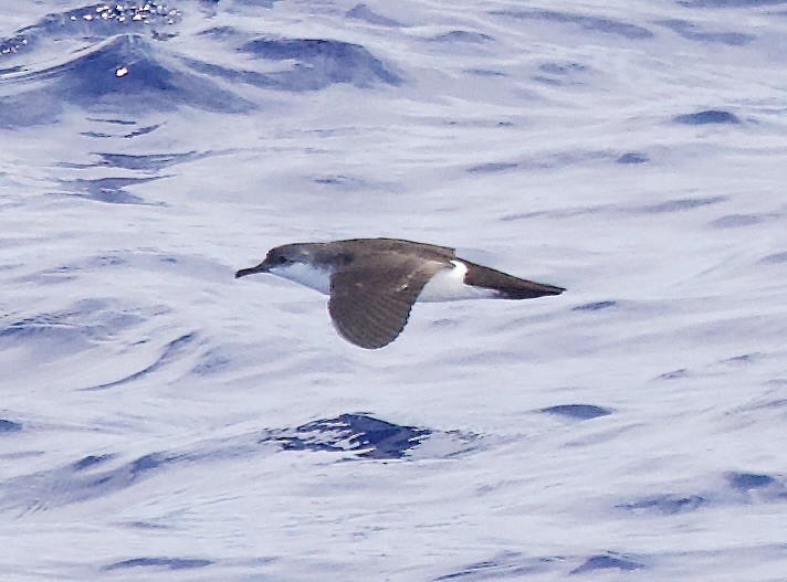 Bannerman's Shearwater - John Gregory