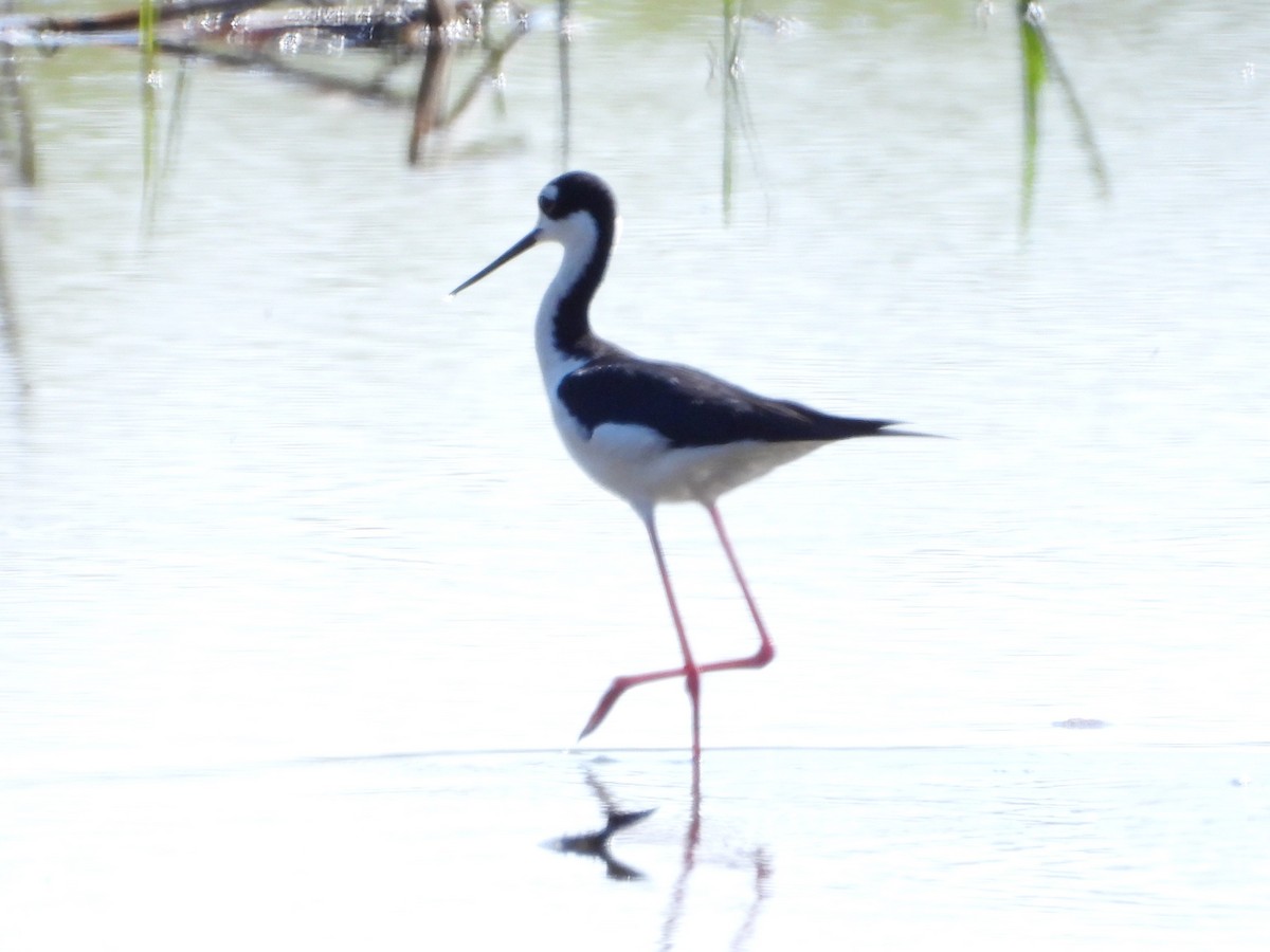 Black-necked Stilt - Mary Leigh