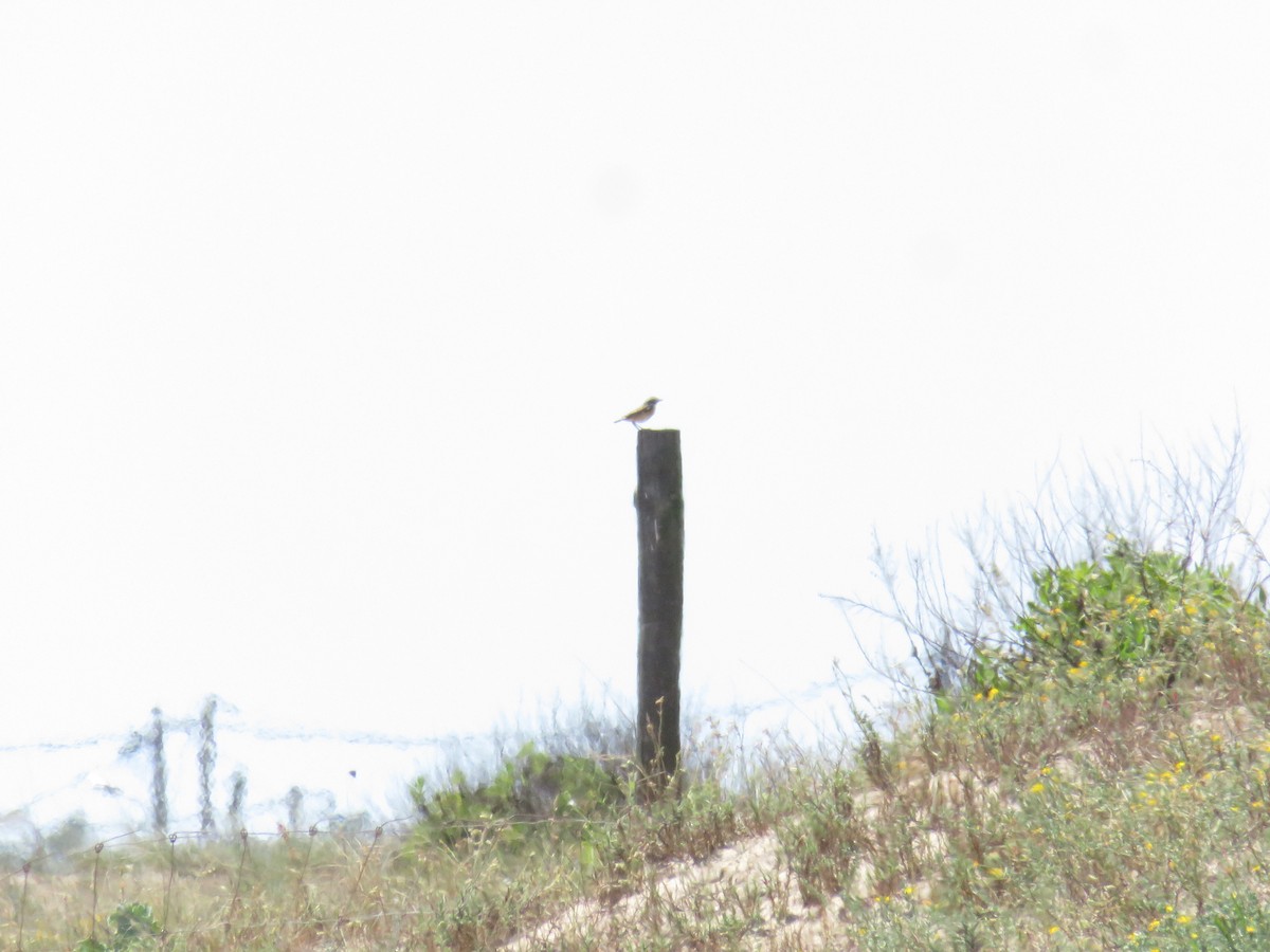 Whinchat - ML617445343