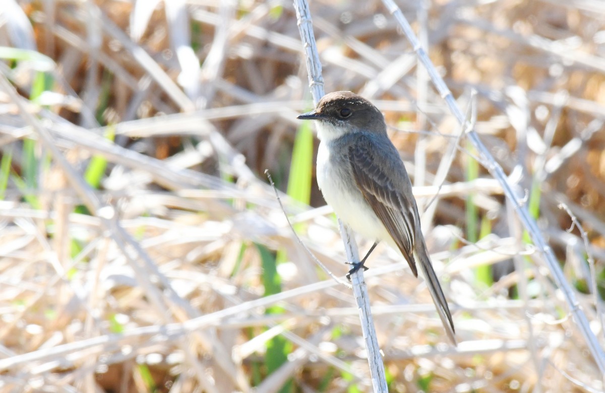 Eastern Phoebe - ML617445347