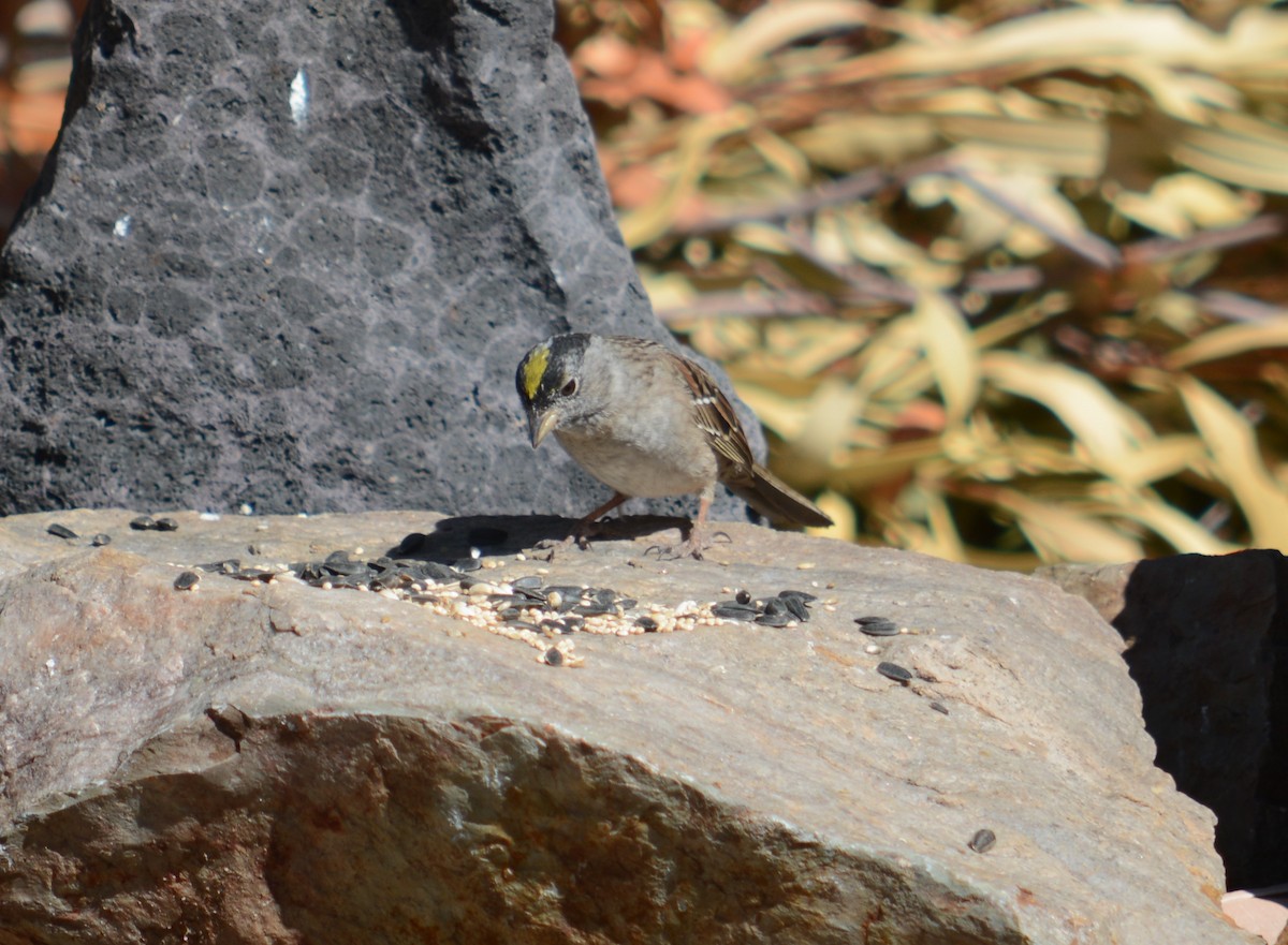 Golden-crowned Sparrow - ML617445397
