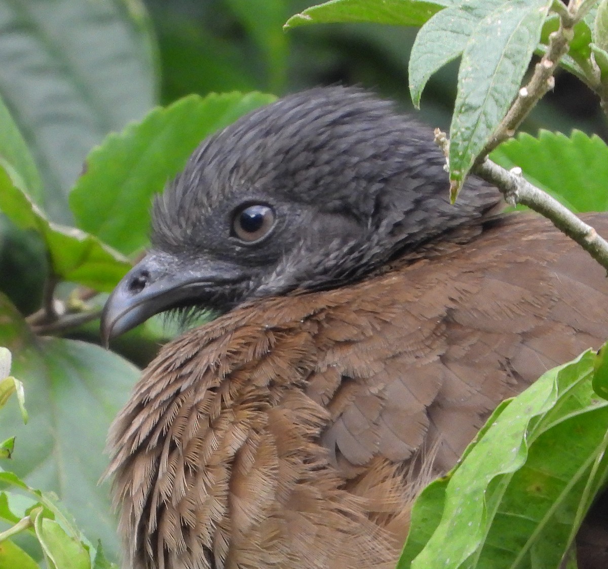 Gray-headed Chachalaca - ML617445403