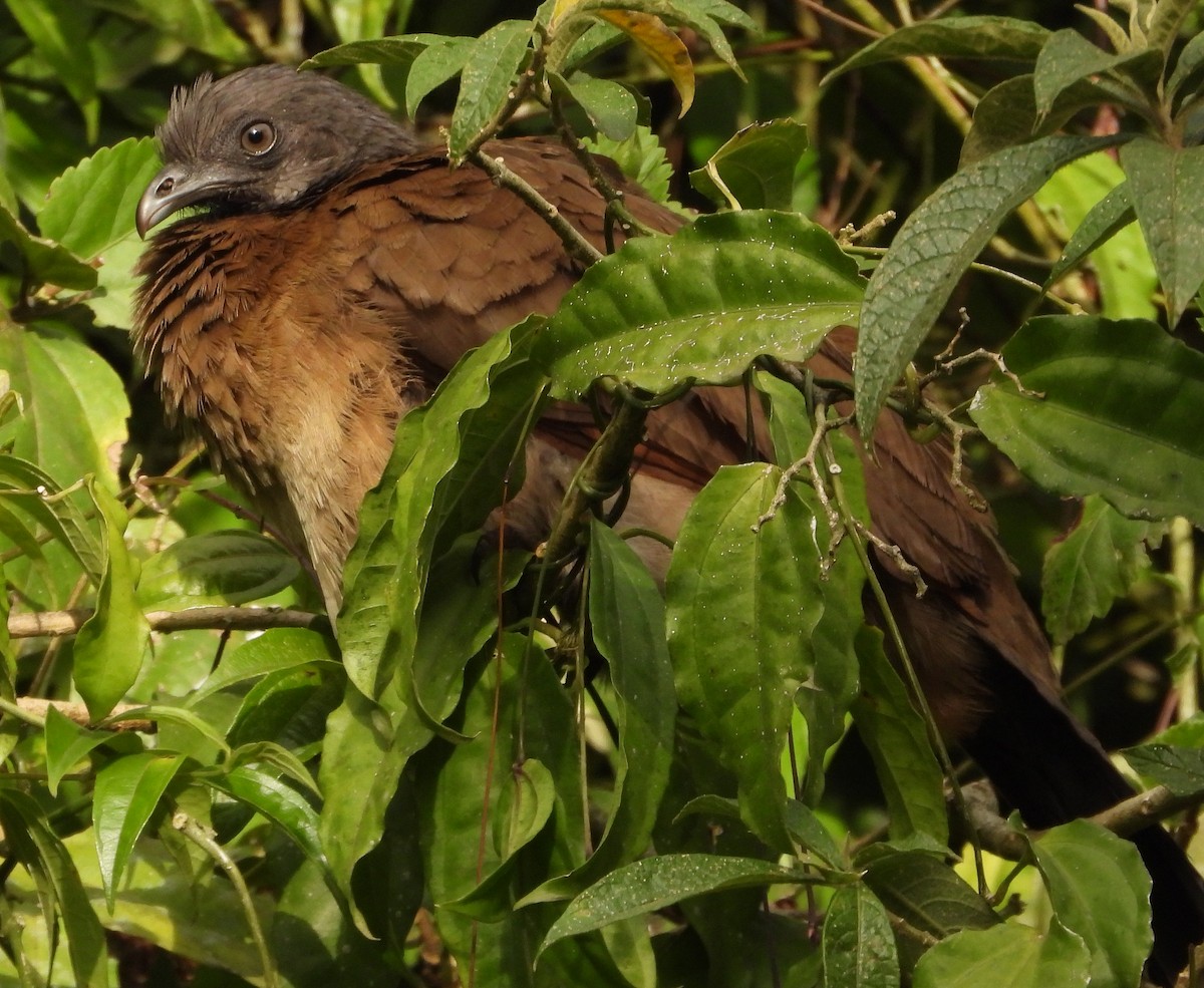 Gray-headed Chachalaca - ML617445405