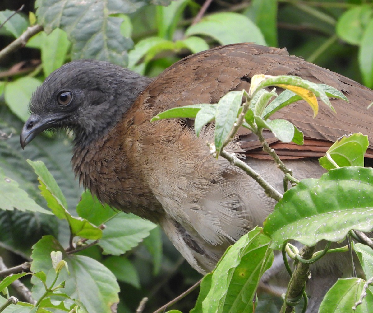 Gray-headed Chachalaca - ML617445408