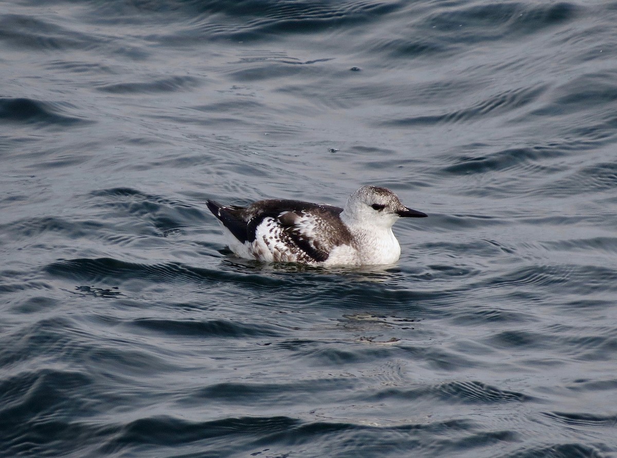 Black Guillemot - ML617445416