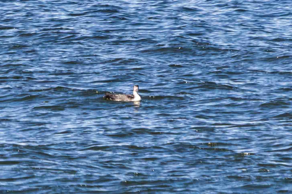 Yellow-billed Loon - Scott Fischer