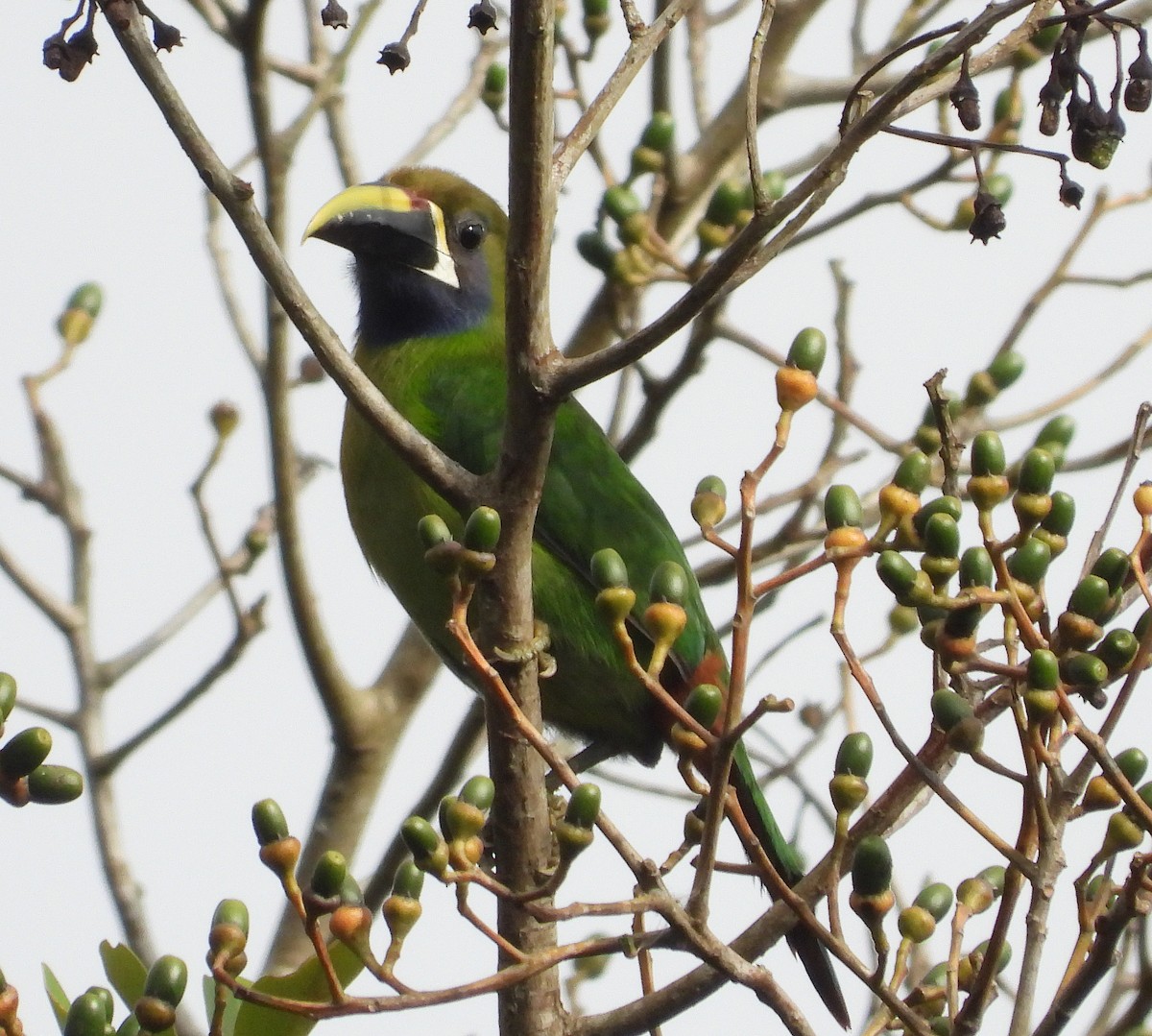 Northern Emerald-Toucanet - ML617445434