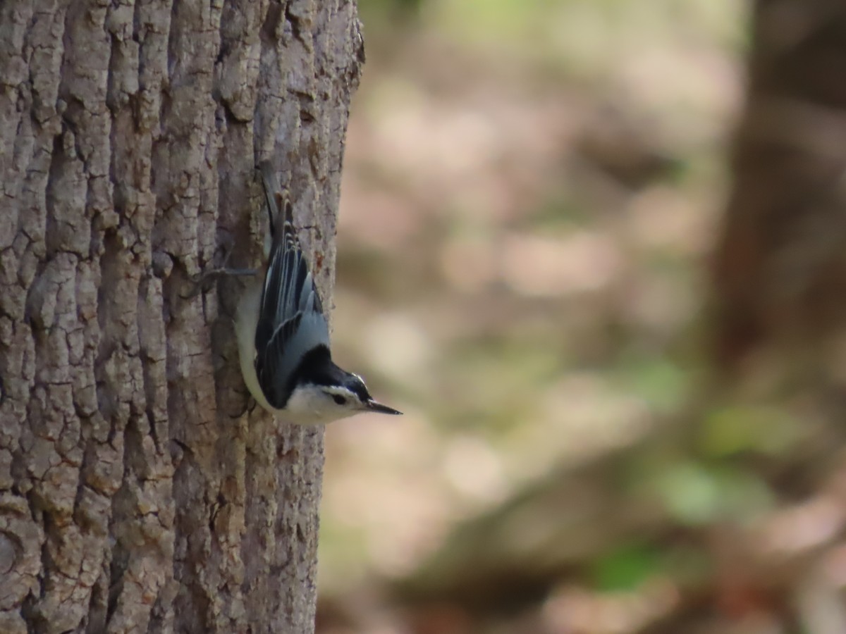 White-breasted Nuthatch - ML617445438