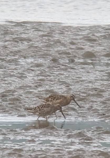 Short-billed Dowitcher - ML617445454