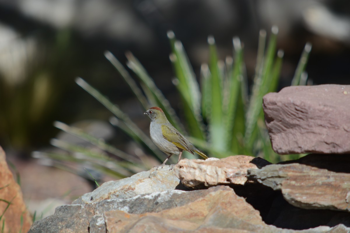 Green-tailed Towhee - ML617445474