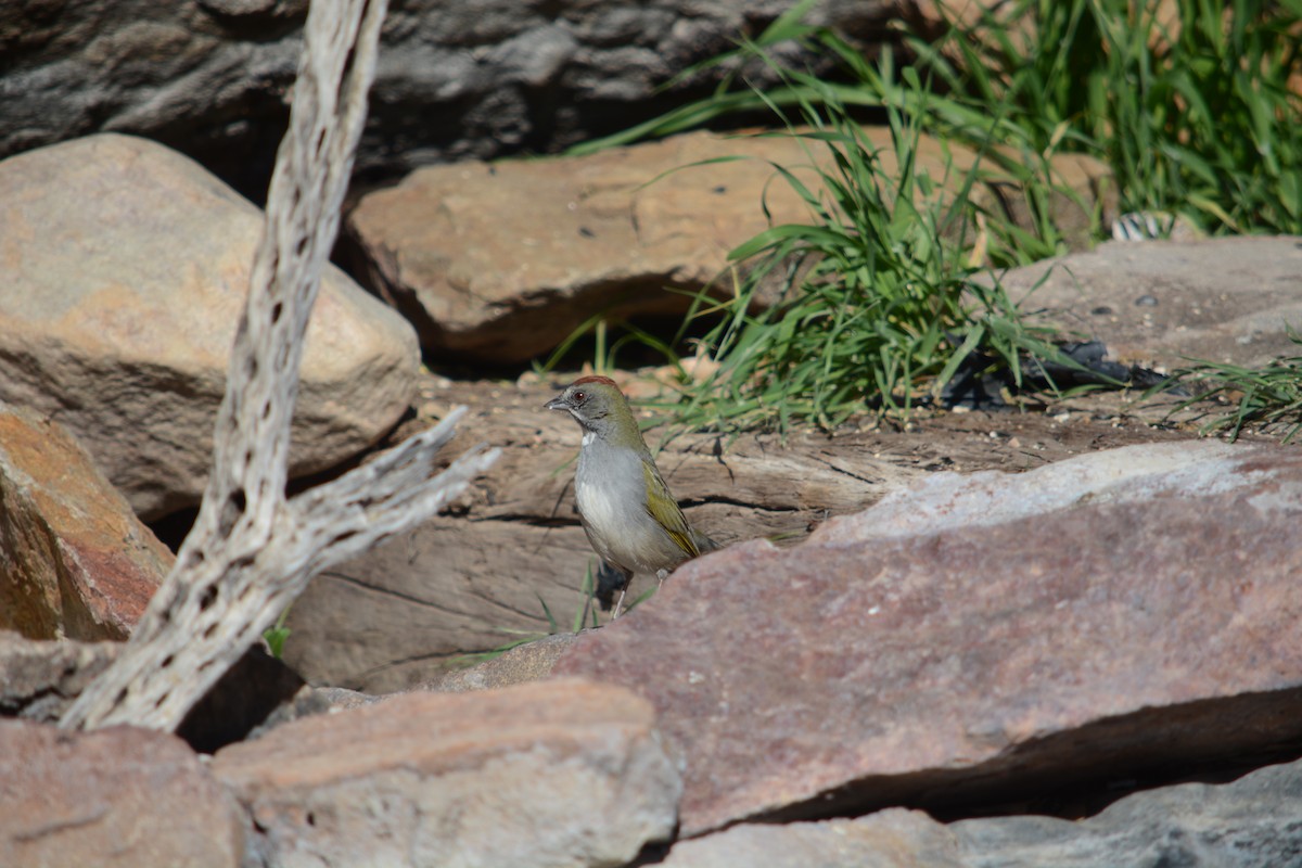 Green-tailed Towhee - ML617445475