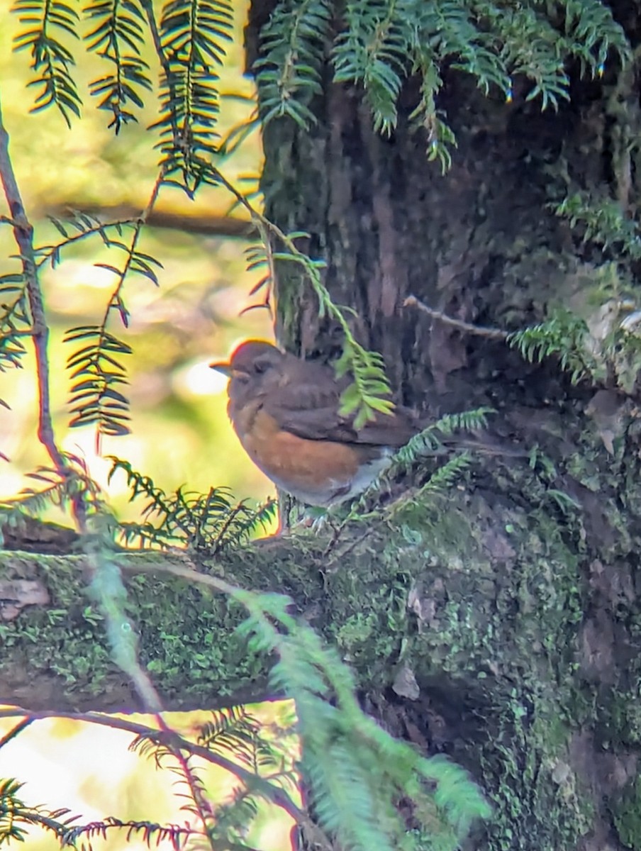 Brown-headed Thrush - Jedediah Smith