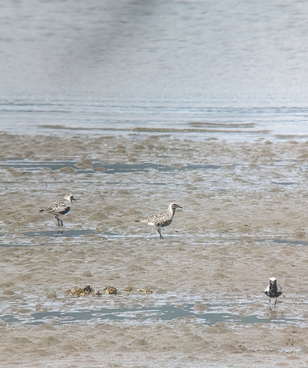 Black-bellied Plover - ML617445489