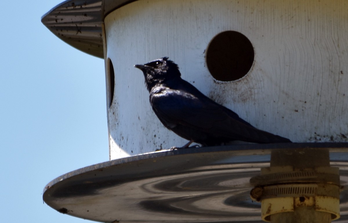 Purple Martin - ML617445537