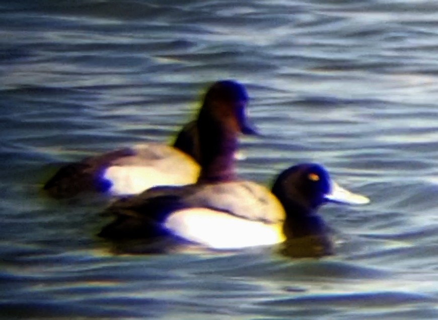 Lesser Scaup - ML617445552