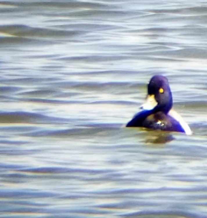 Lesser Scaup - ML617445553