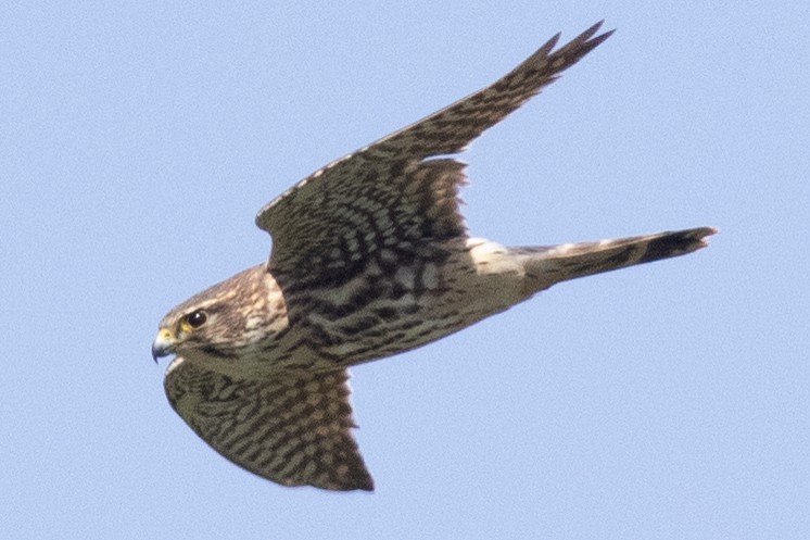 Belatz txikia (columbarius) - ML617445557