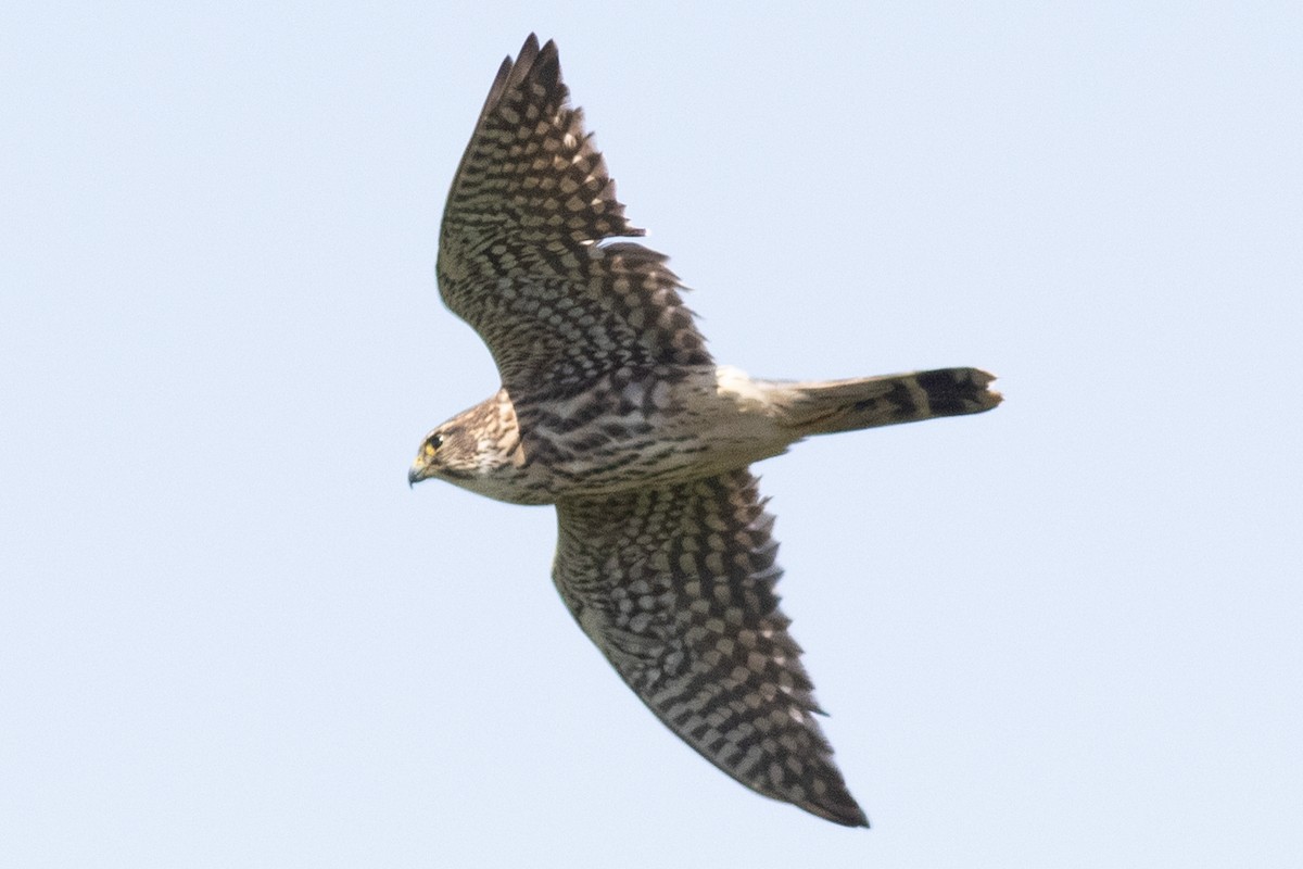 コチョウゲンボウ（columbarius） - ML617445561