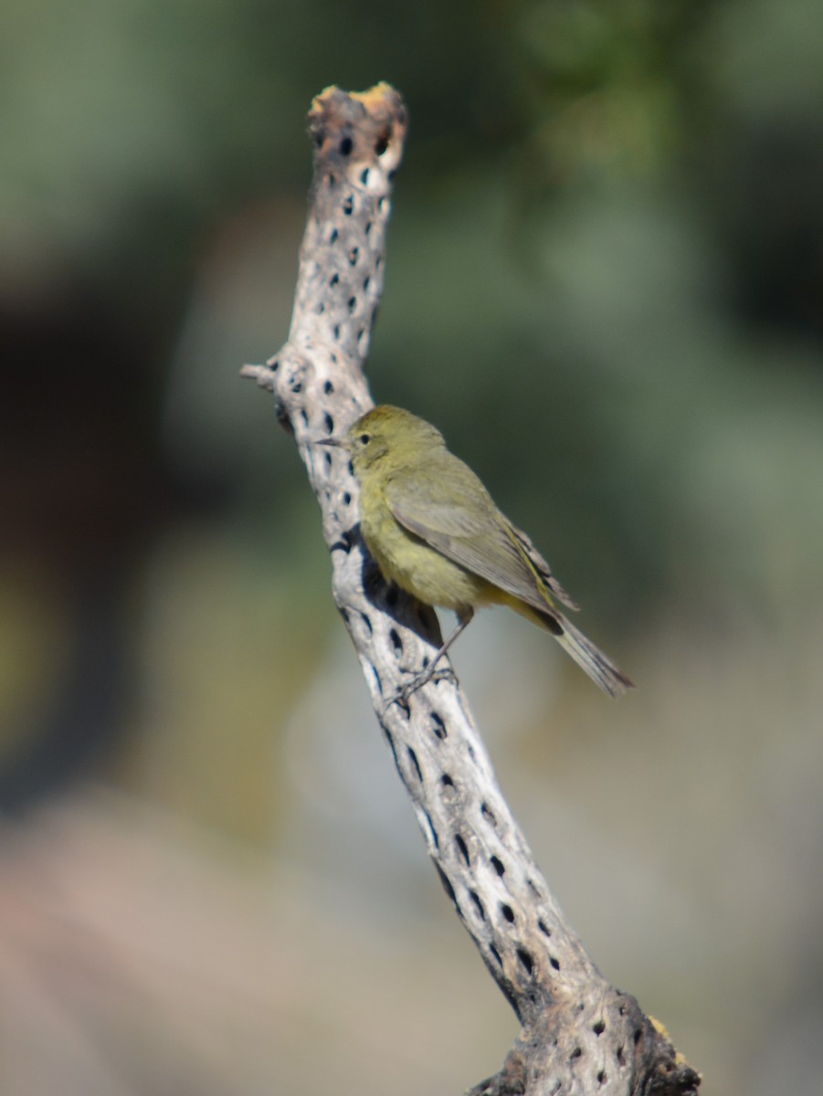 Orange-crowned Warbler - ML617445573