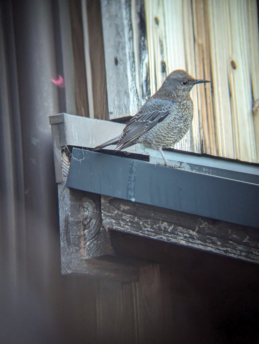 Blue Rock-Thrush (philippensis) - Jedediah Smith