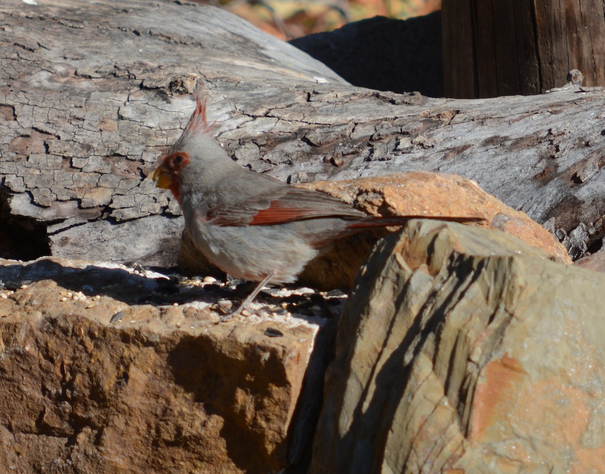 Pyrrhuloxia - ML617445606