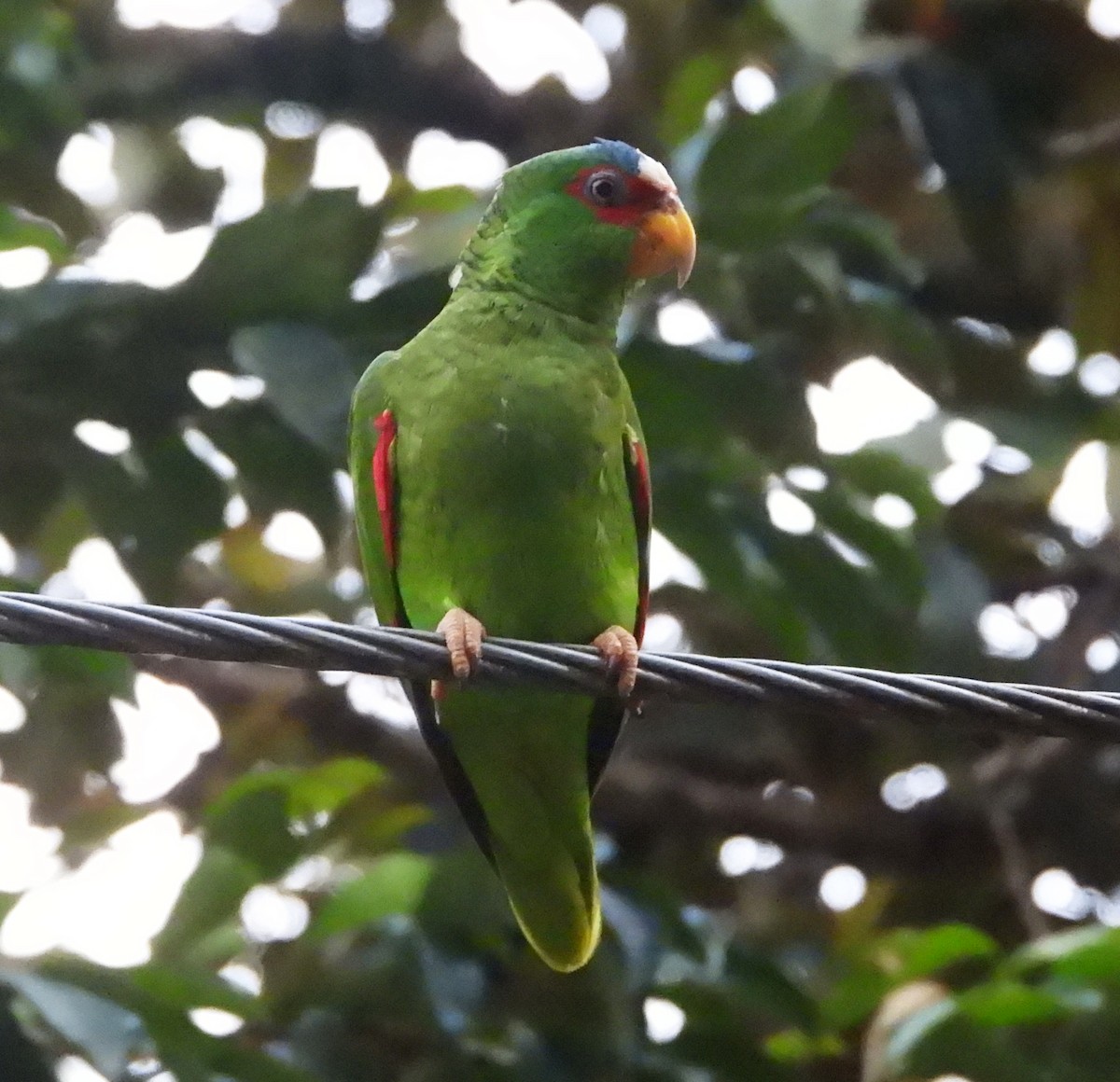 White-fronted Parrot - ML617445618