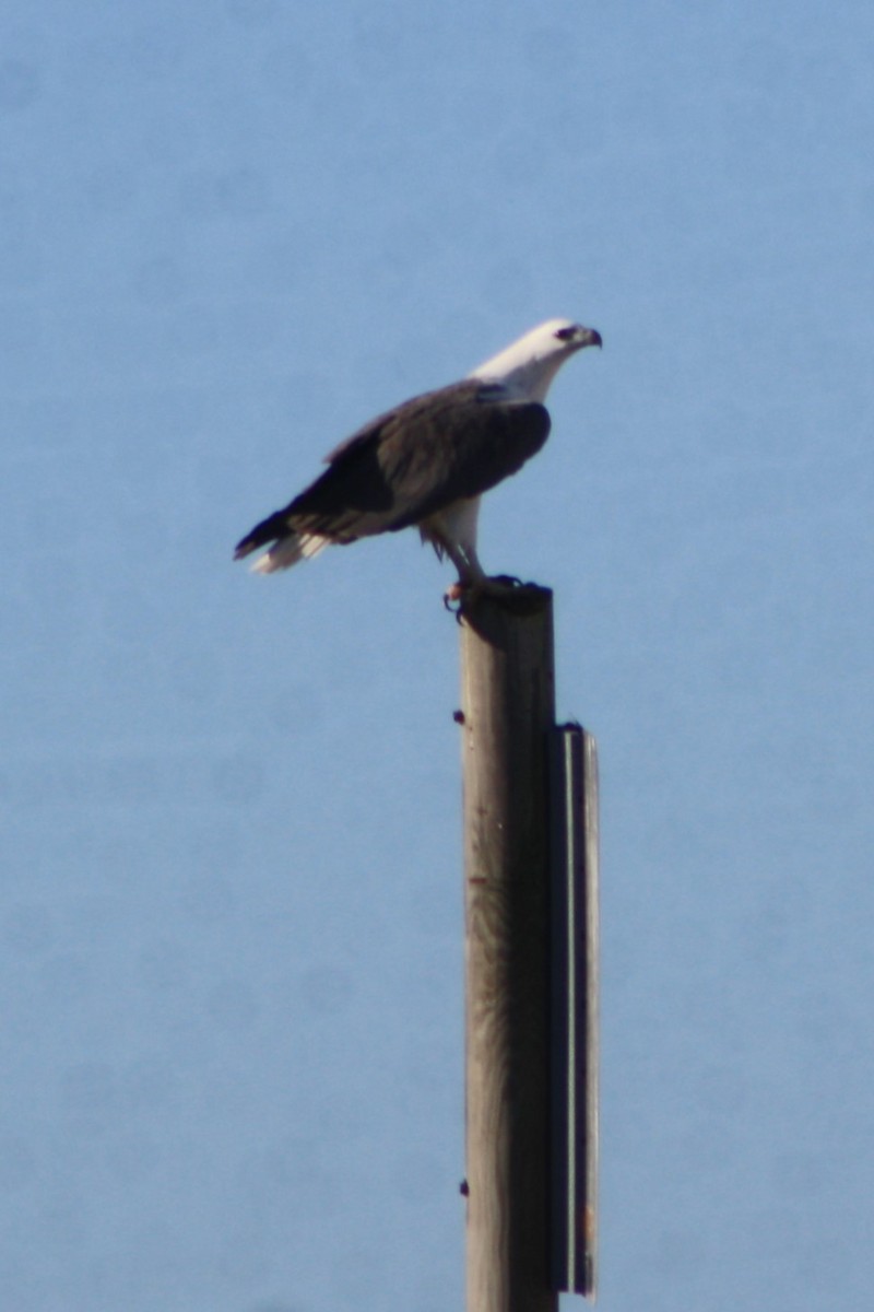 White-bellied Sea-Eagle - ML617445628