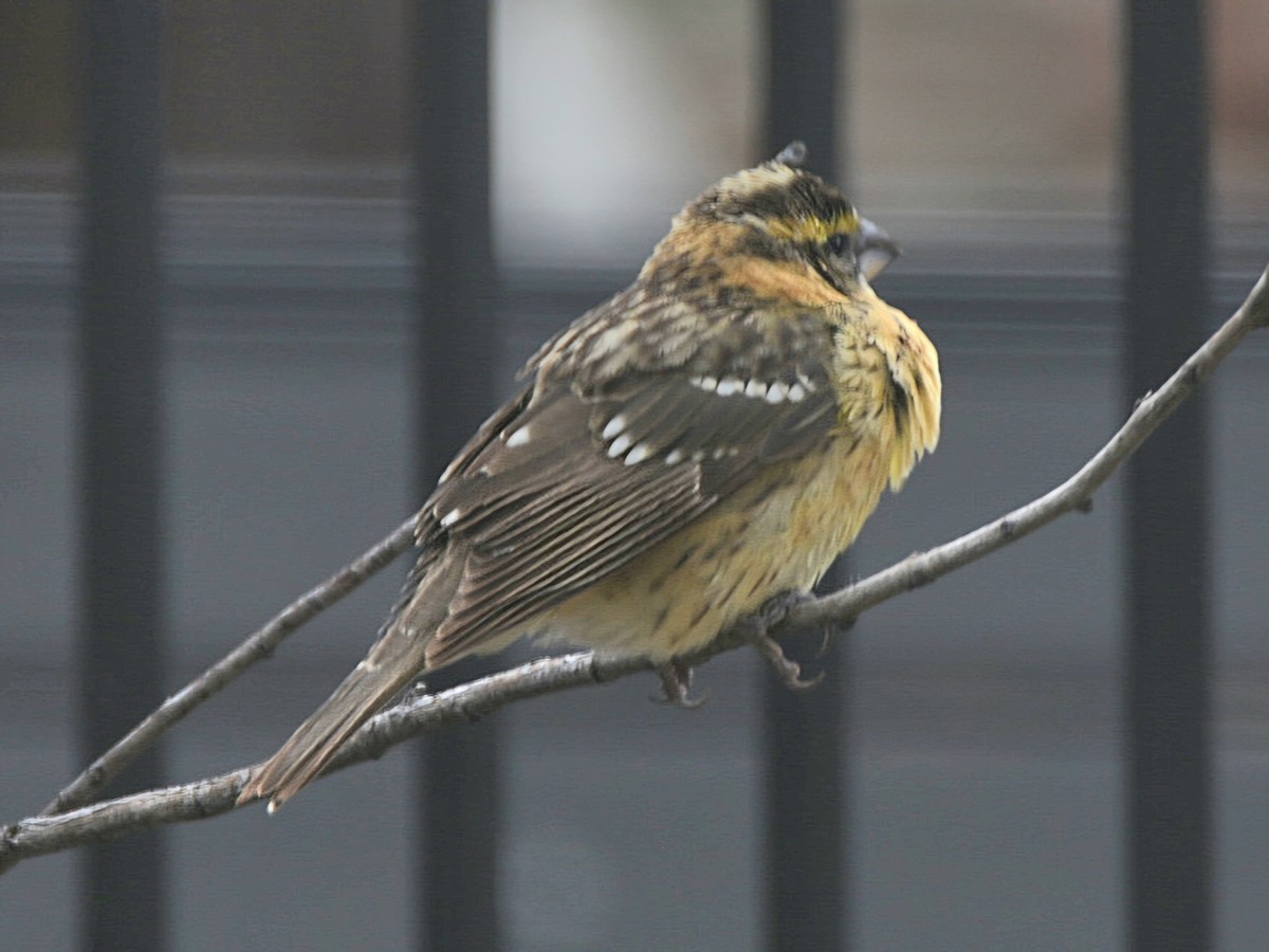 Black-headed Grosbeak - ML617445634