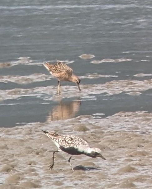 Short-billed Dowitcher - ML617445674
