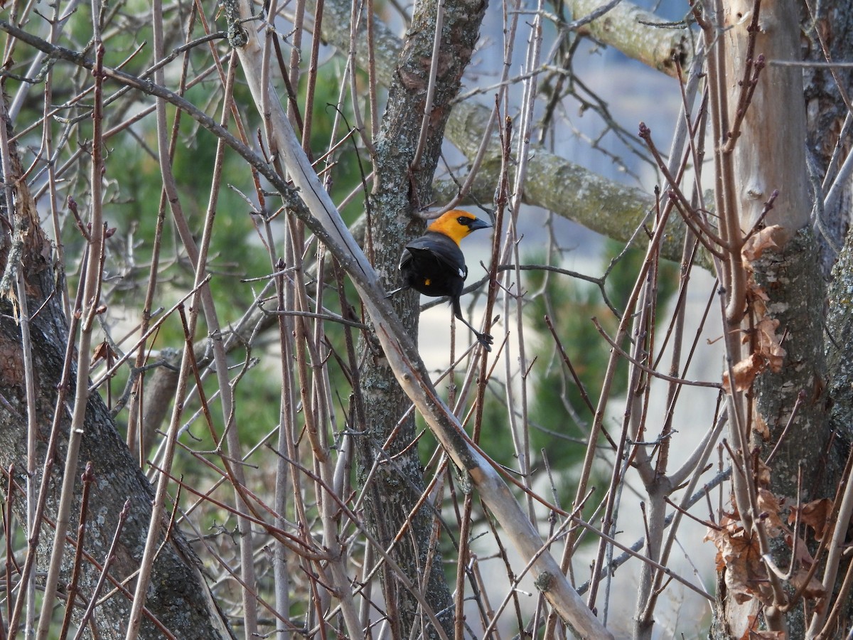 Yellow-headed Blackbird - Suzy Wright