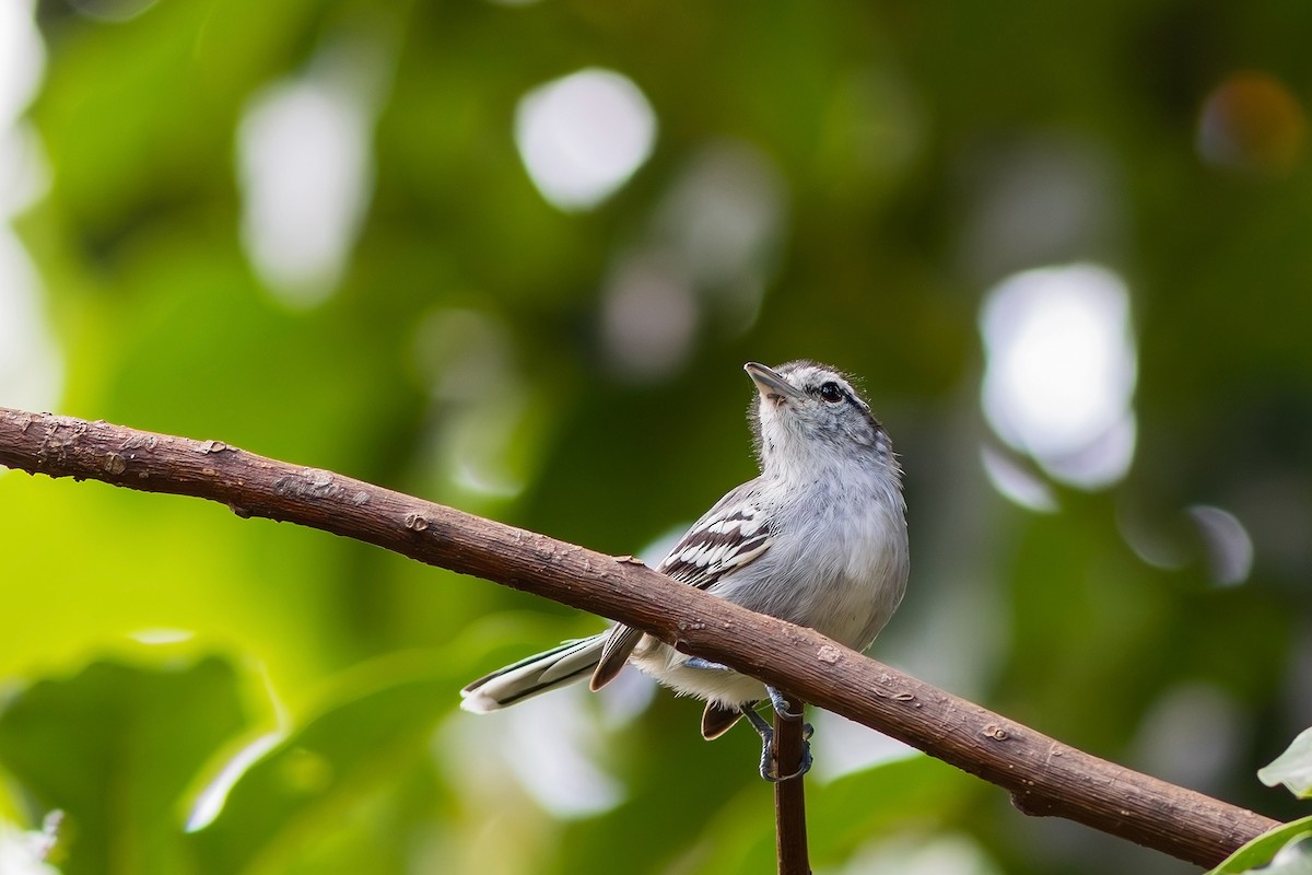 Black-capped Antwren - ML617445711