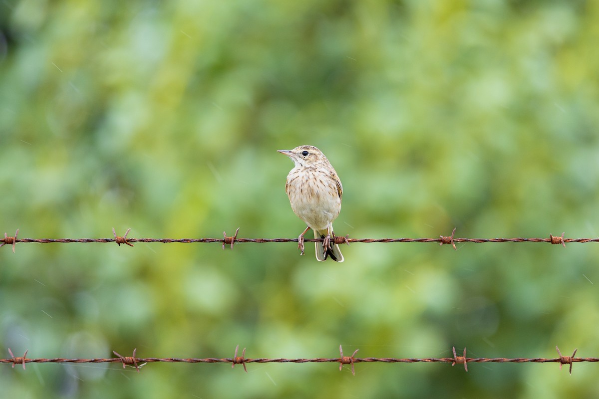 Australian Pipit - ML617445735