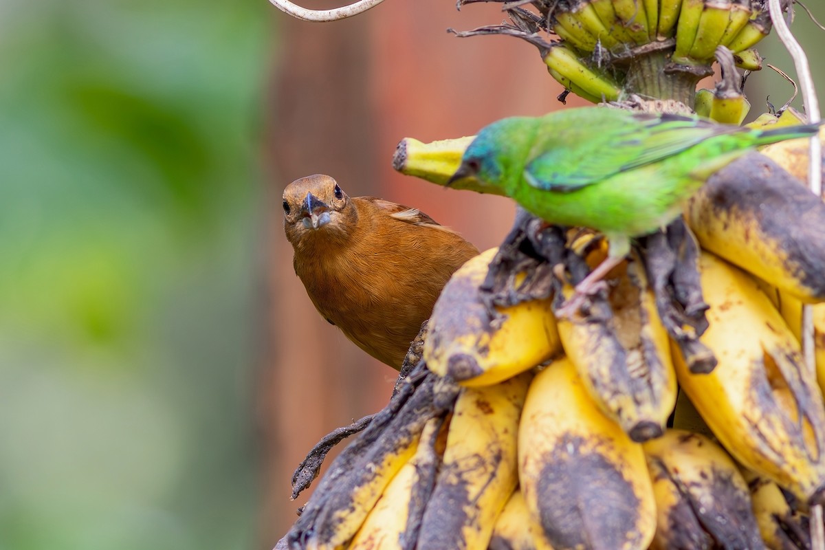 White-lined Tanager - ML617445736