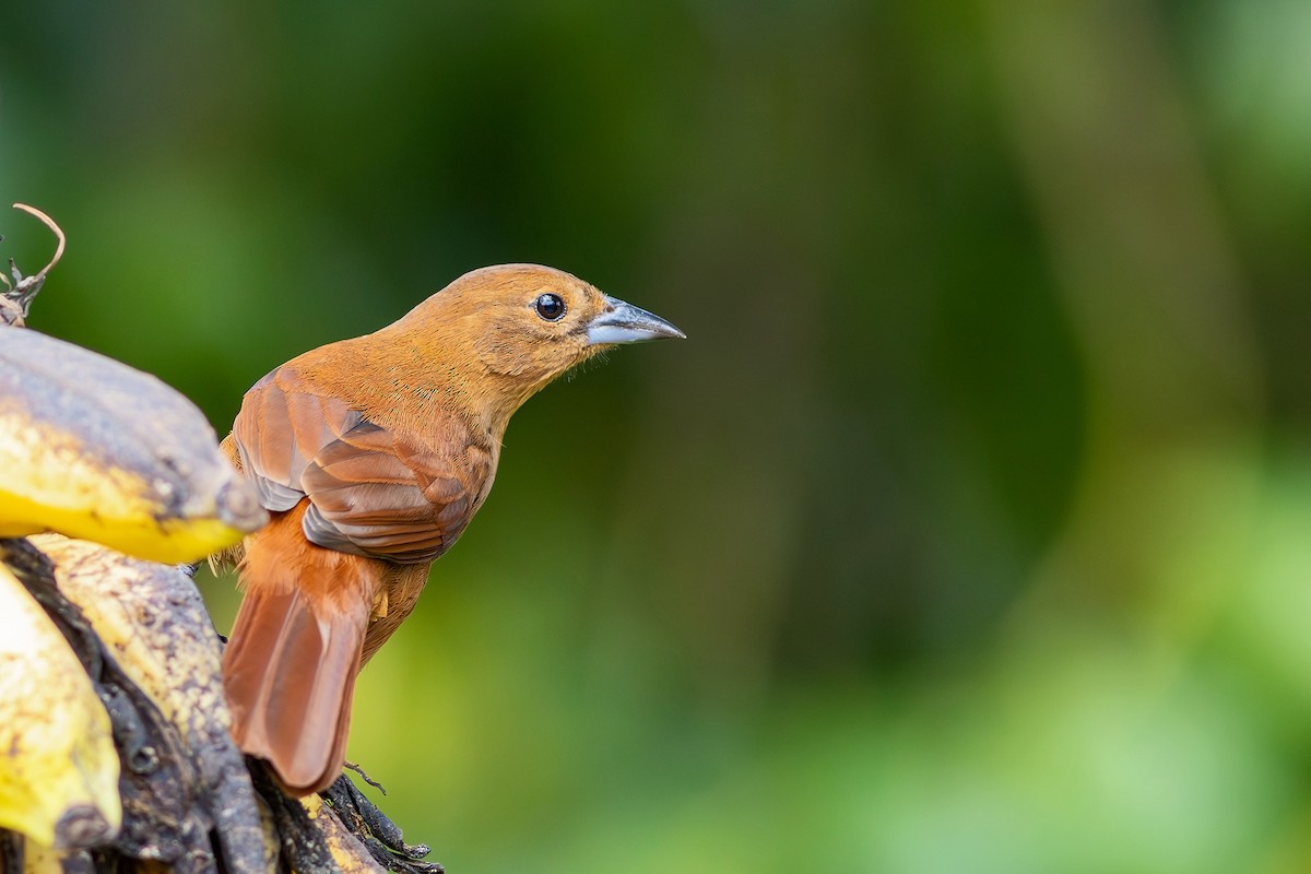 White-lined Tanager - ML617445739