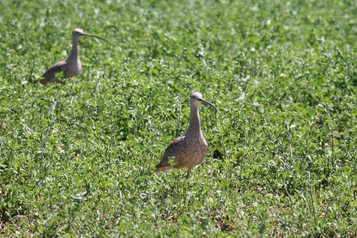 Long-billed Curlew - Isaiah McCourt