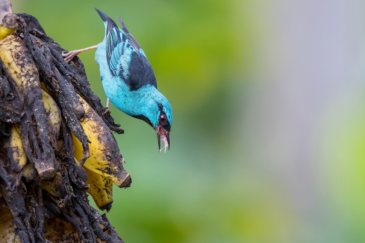 Blue Dacnis - ML617445778