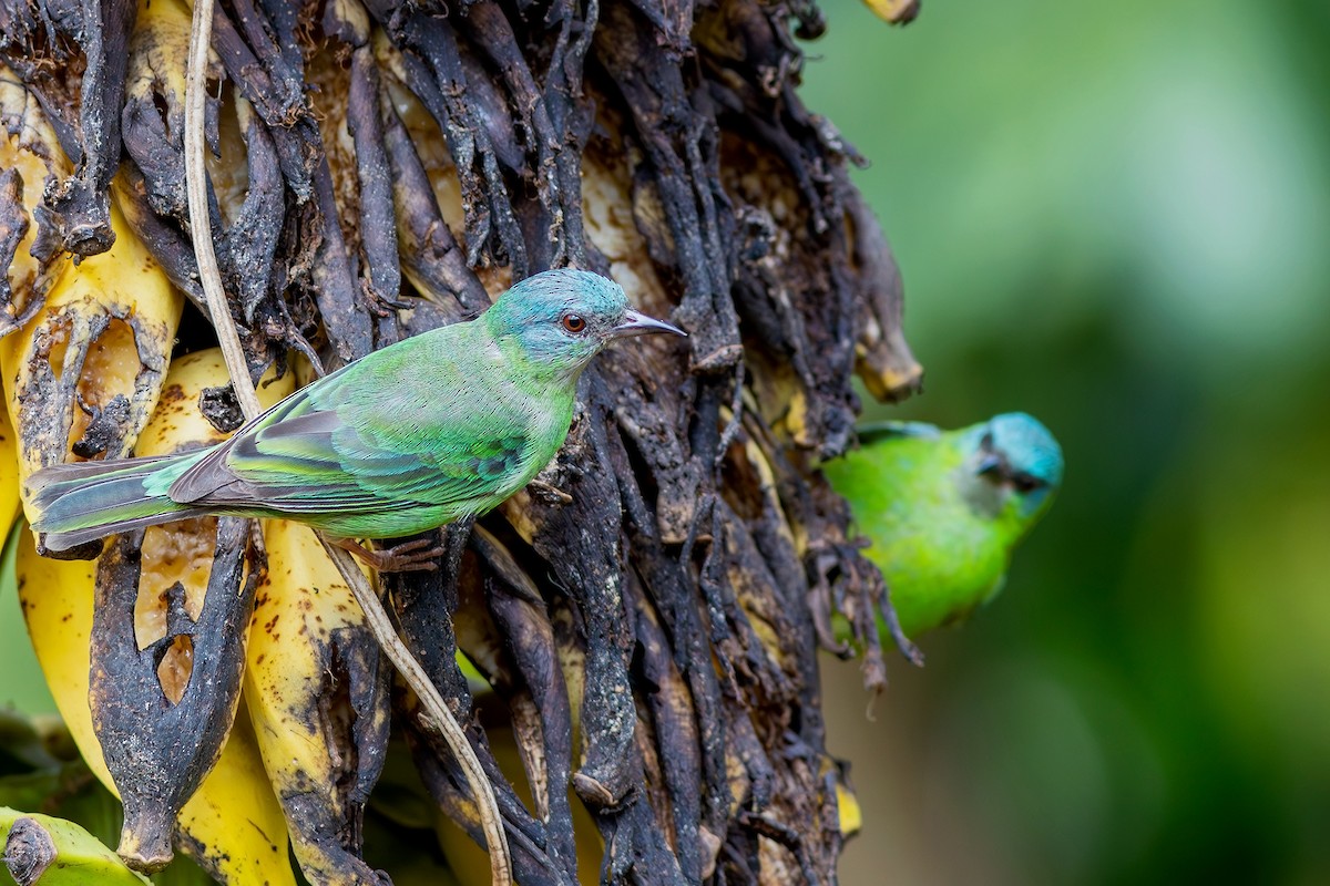 Blue Dacnis - ML617445779