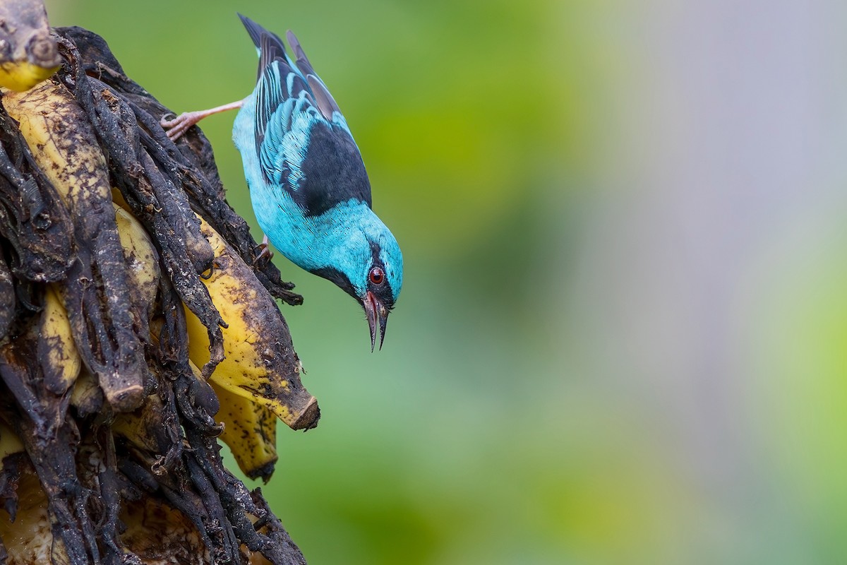 Blue Dacnis - ML617445780