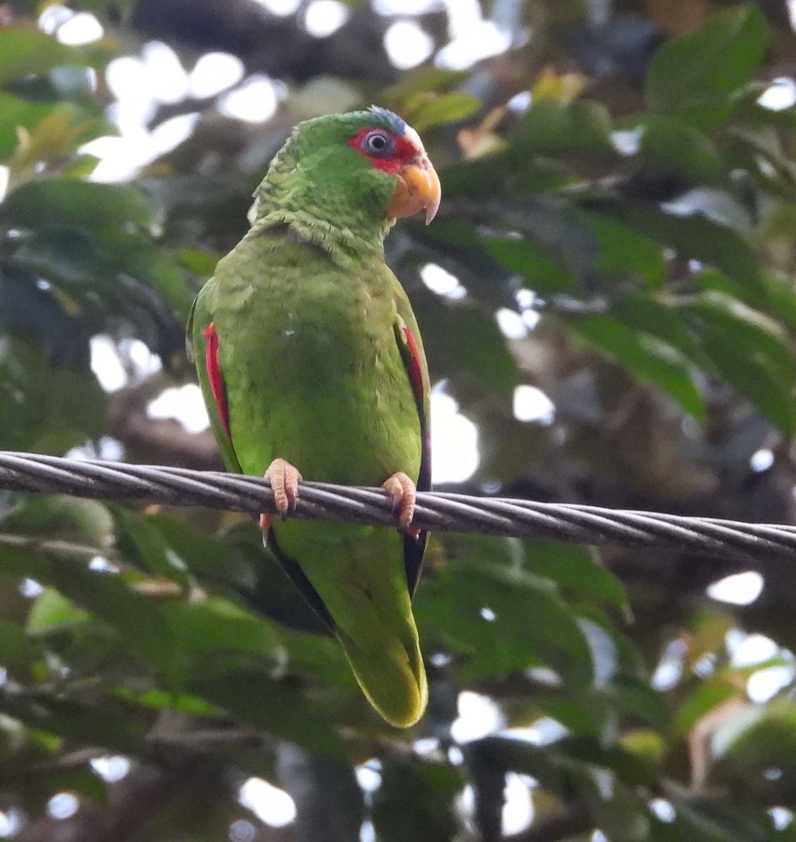 White-fronted Parrot - ML617445799