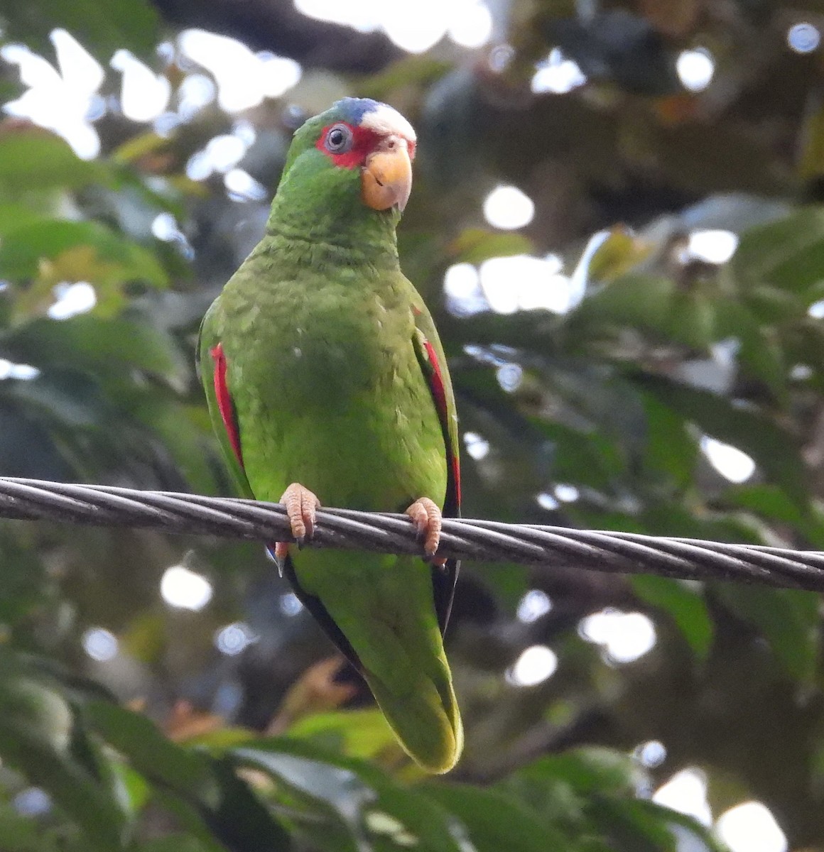 White-fronted Parrot - ML617445800