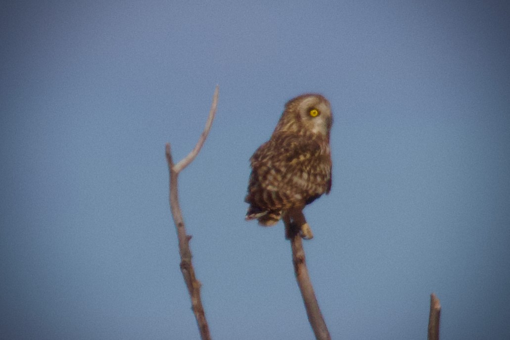 Short-eared Owl - ML617445868