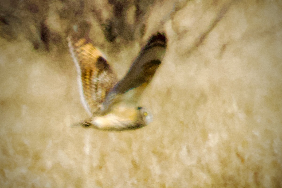 Short-eared Owl - ML617445869