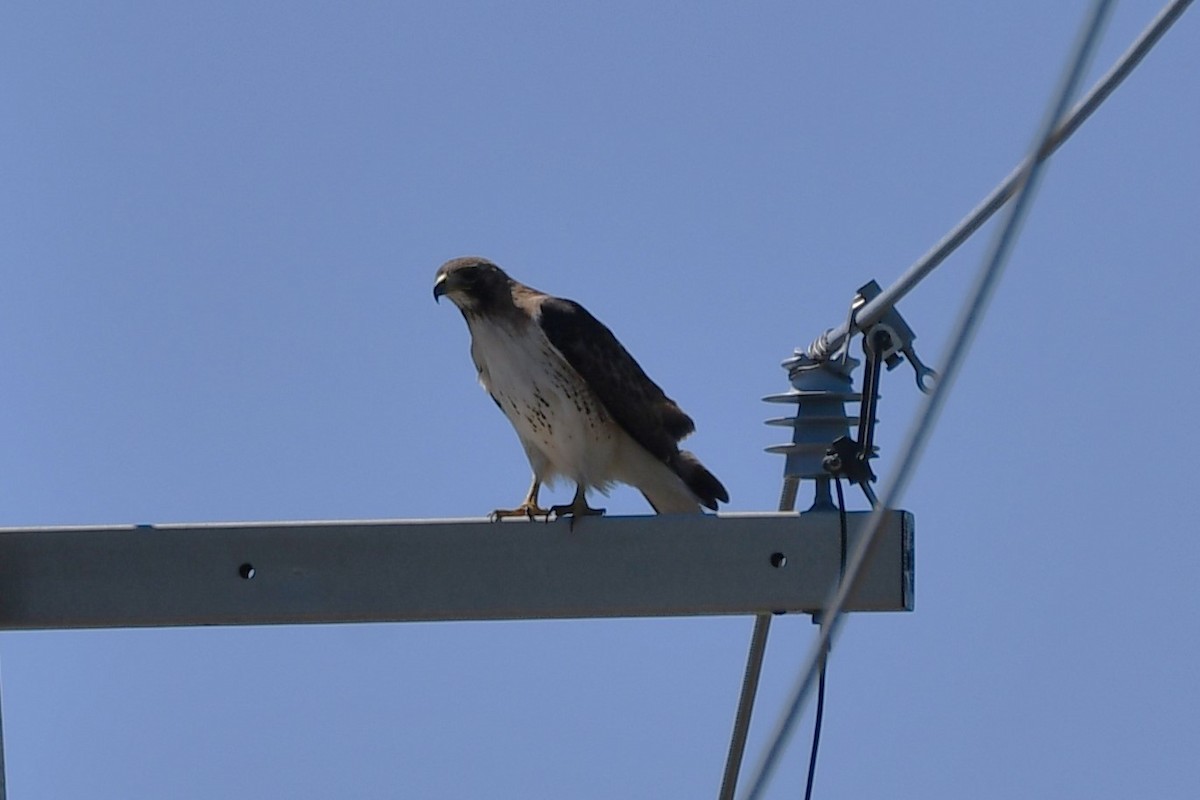 Red-tailed Hawk - ML617445905