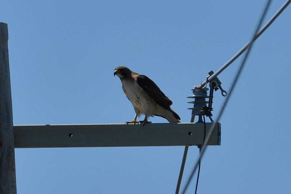 Red-tailed Hawk - ML617445906