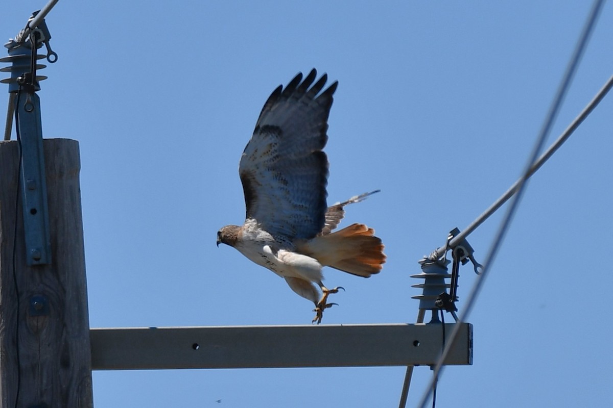 Red-tailed Hawk - ML617445907